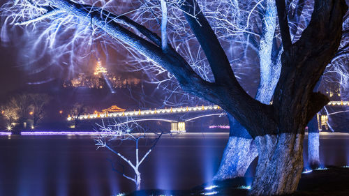 Illuminated trees by river at night