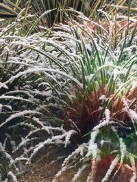 Close-up of frozen plant on snowy field