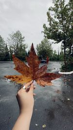 Person holding maple leaves on tree during autumn
