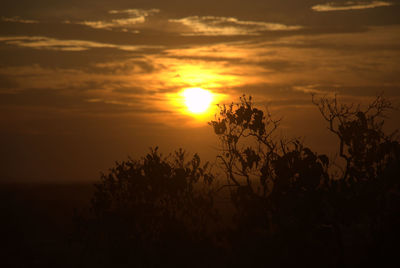 Silhouette of plants at sunset