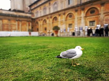 Bird perching on field