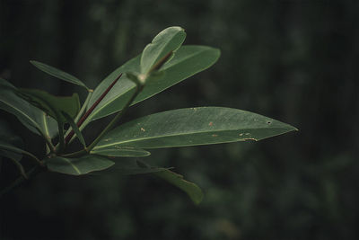 Close-up of raindrops on leaves