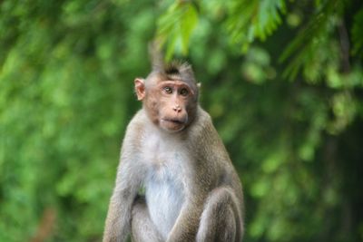 Portrait of monkey on tree