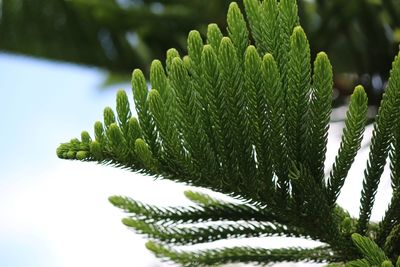 Close-up of succulent plant leaves