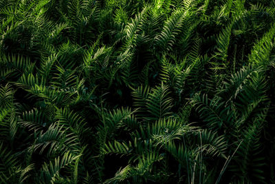 Full frame shot of bamboo trees