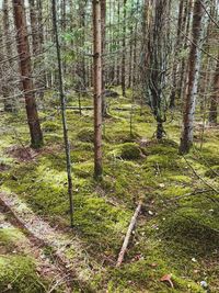 Trees growing in forest