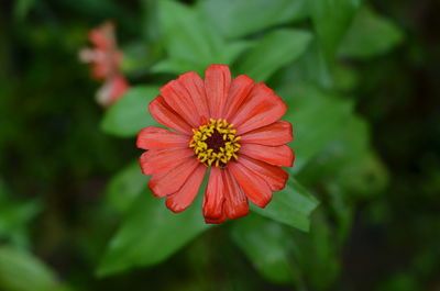 Close-up of red flower