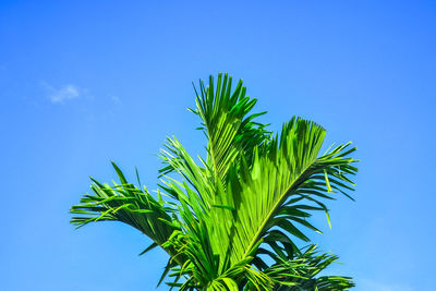 Low angle view of palm tree against blue sky