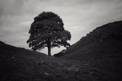 Low angle view of tree against sky