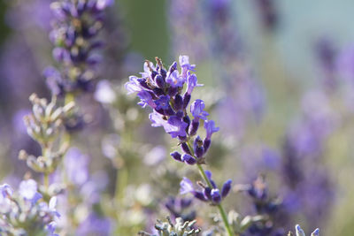 Close-up of purple flowering plant