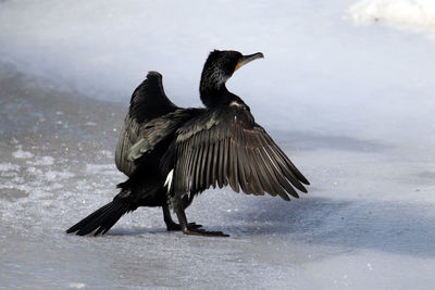 Bird flying over the lake during winter