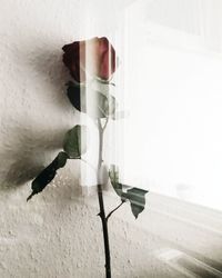Close-up of lizard on glass wall