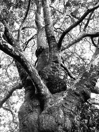 Low angle view of tree trunks in forest