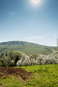 Scenic view of agricultural field against sky