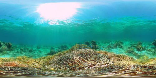 Fish swimming in sea
