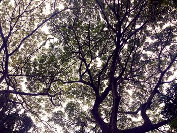 Low angle view of bare trees against sky