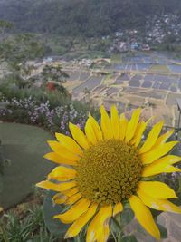 High angle view of sunflower on field