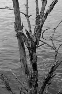 High angle view of bare tree by lake