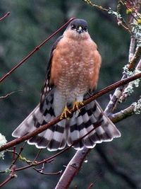 Close-up of bird perching on branch