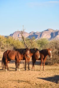 Horses in a horse