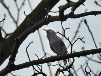 Low angle view of bird perching on branch