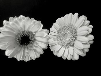 Close-up of flower against black background