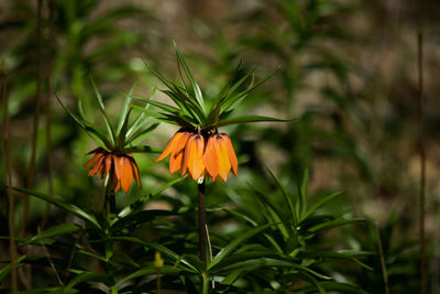 Close-up of orange butterfly on plant