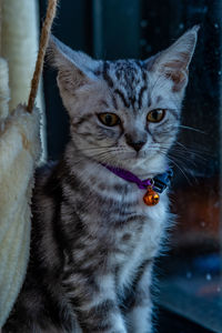 Close-up portrait of cat