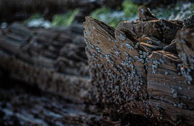 Close-up of tree trunk