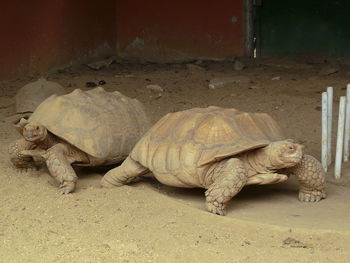 Tortoises on sand at zoo