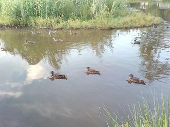 Ducks swimming in lake