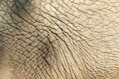 Full frame shot of elephant