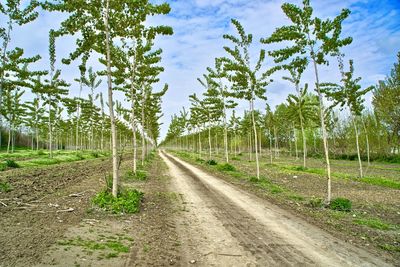 Empty road along trees and plants