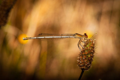 Close-up of dragonfly on plant