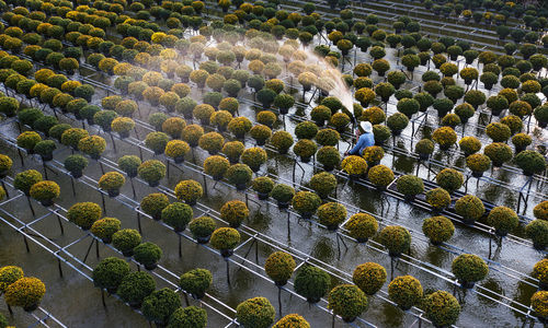 High angle view of plants