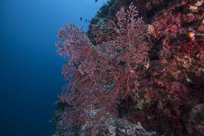 Close-up of seaweed underwater