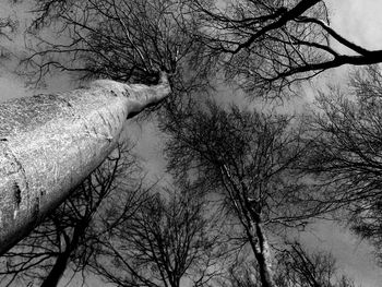 Low angle view of bare trees against sky