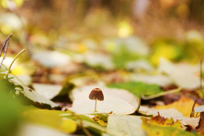 Close-up of dry leaves on plant