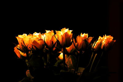 Close-up of yellow flowers against black background