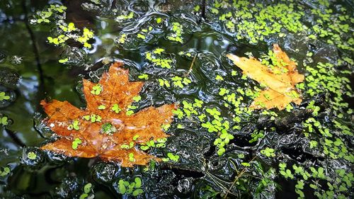 Close-up of water drops on tree