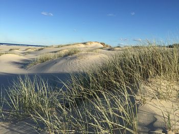 Grass on beach against sky