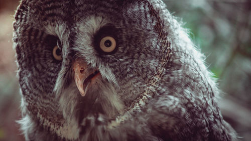 Close-up portrait of owl