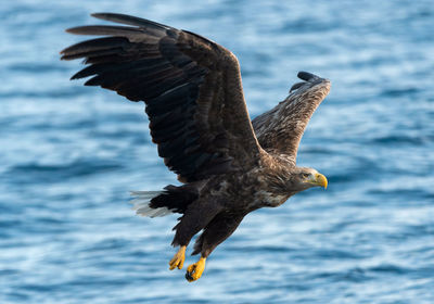 Bird flying over the sea