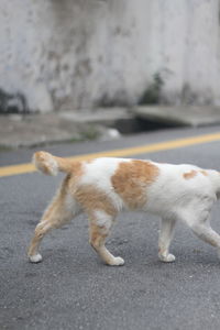 Side view of a dog on road