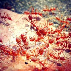 Close-up of leaves on twig