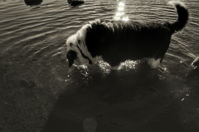 Dog in water