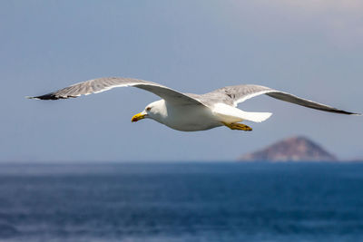 European herring gull, seagull, larus argentatus flying in the summer along the shores of aegean sea