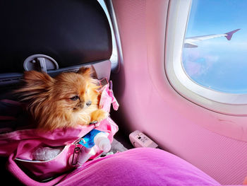High angle view of dog in airplane