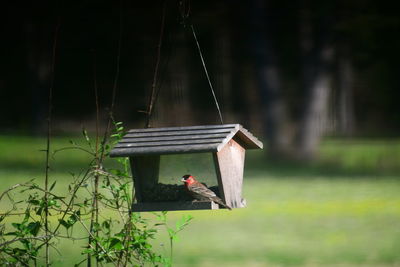 Bird perching on a wooden post