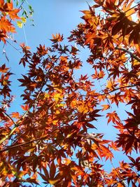 Low angle view of maple tree against sky